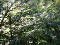 bara-PICT0189.jpg
