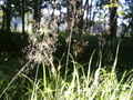 bara-PICT0191.jpg
