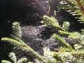bara-PICT0195.jpg

