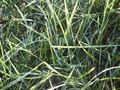 bara-PICT0198.jpg
