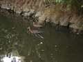 bara-PICT0125.jpg