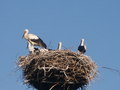 bara-PICT0131.jpg