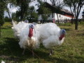 bara-PICT0145.jpg