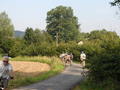 lisak-P8220012.jpg
