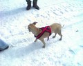 muty-htc-200803081139_262.jpg