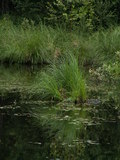 muty-pict4230.jpg
