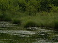 muty-pict4236.jpg
