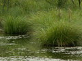 muty-pict4239.jpg
