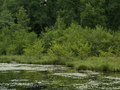 muty-pict4241.jpg
