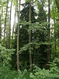 muty-pict4246.jpg
