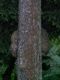 muty-pict4247.jpg
