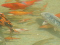 muty-pict4458.jpg
