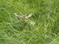 muty-pict4478.jpg
