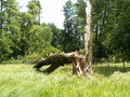 muty-pict4482.jpg
