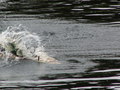 muty-pict4792.jpg
