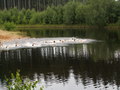 muty-pict4817.jpg
