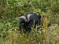 muty-pict5831.jpg
