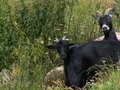 muty-pict5873.jpg

