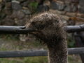 muty-pict5881.jpg
