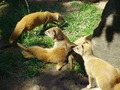 ala-P8190218.JPG
