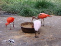 ala-P8190239.JPG
