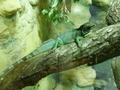 ala-P8190253.JPG
