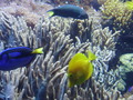 ala-P8190255.JPG
