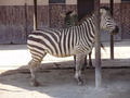 ala-P8190259.JPG

