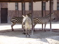 ala-P8190261.JPG
