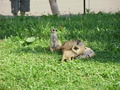 ala-P8190287.JPG
