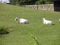 ala-P8190289.JPG
