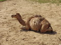 ala-P8190293.JPG
