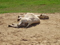 ala-P8190295.JPG
