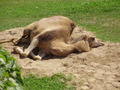 ala-P8190296.JPG
