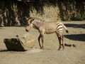 ala-P8190303.JPG
