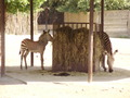 ala-P8190304.JPG
