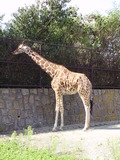 ala-P8190309.JPG
