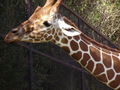 ala-P8190311.JPG

