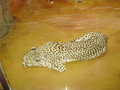 ala-P8190317.JPG
