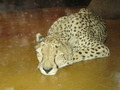 ala-P8190318.JPG
