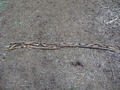 ala-P8210425.JPG
