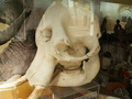 muty-z3-PICT5129.JPG
