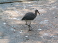 muty-z3-PICT5225.JPG
