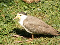 muty-z3-PICT5229.JPG
