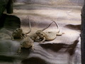 muty-z3-PICT5245.JPG
