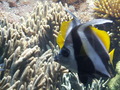 muty-z3-PICT5254.JPG
