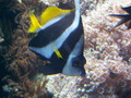 muty-z3-PICT5255.JPG
