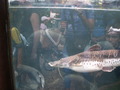 muty-z3-PICT5261.JPG
