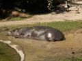 muty-z3-PICT5282.JPG
