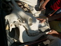 muty-z3-PICT5289.JPG
